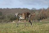 GALGO 009
